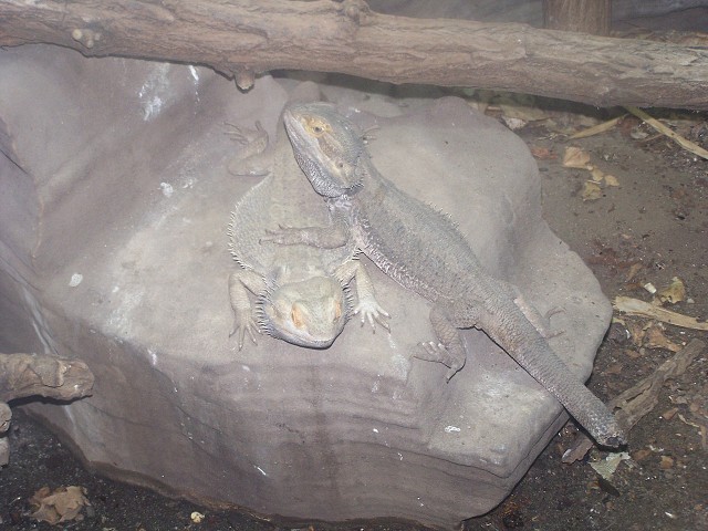 29. dubna 2006 14:25:35