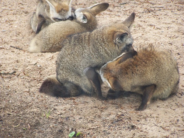 29. dubna 2006 11:01:33