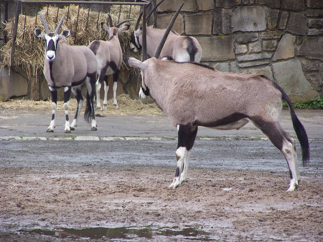 29. dubna 2006 11:29:03