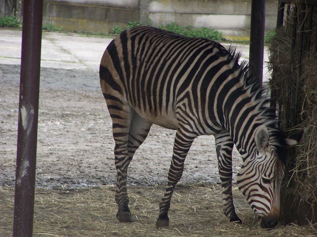 29. dubna 2006 11:29:48