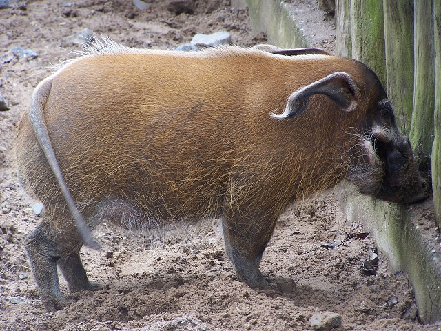 29. dubna 2006 13:38:17