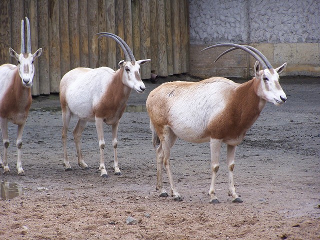 29. dubna 2006 13:50:59